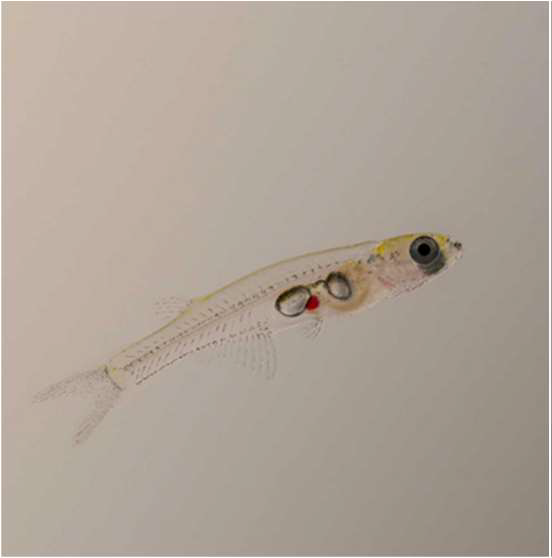 How fish can hear in stereo - Einstein Center for Neurosciences Berlin